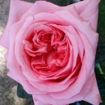 Pink Xpression Roses de jardin d'Equateur Ethiflora